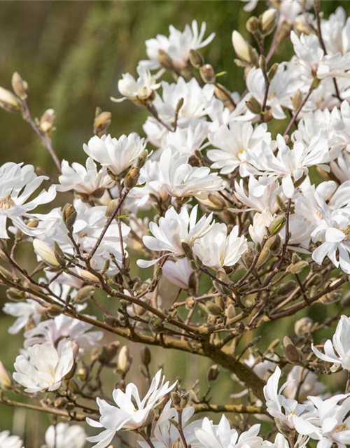 Magnolia stellata Royal Star