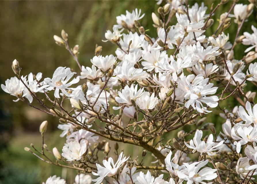 Magnolia stellata Royal Star