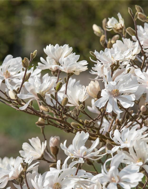 Magnolia stellata Royal Star