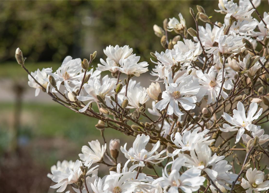 Magnolia stellata Royal Star