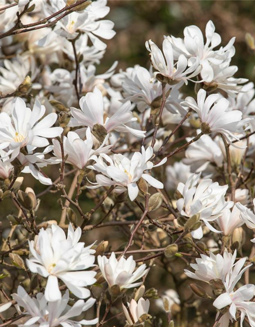 Magnolia stellata Royal Star