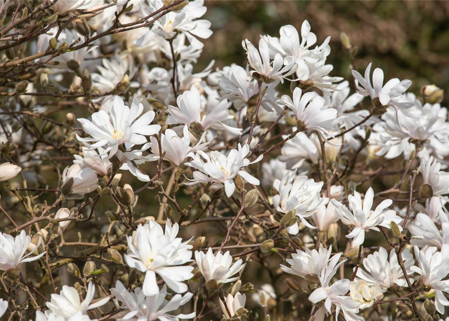 Magnolia stellata Royal Star