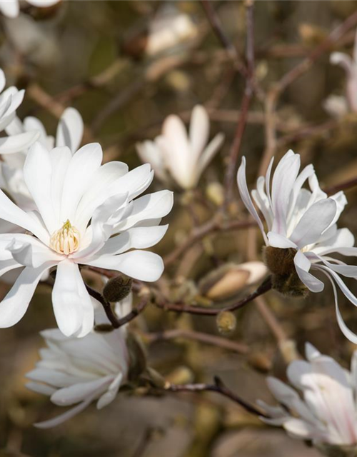 Magnolia stellata Royal Star