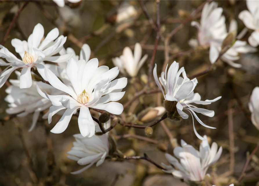 Magnolia stellata Royal Star