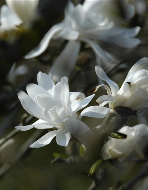 Magnolia stellata Royal Star