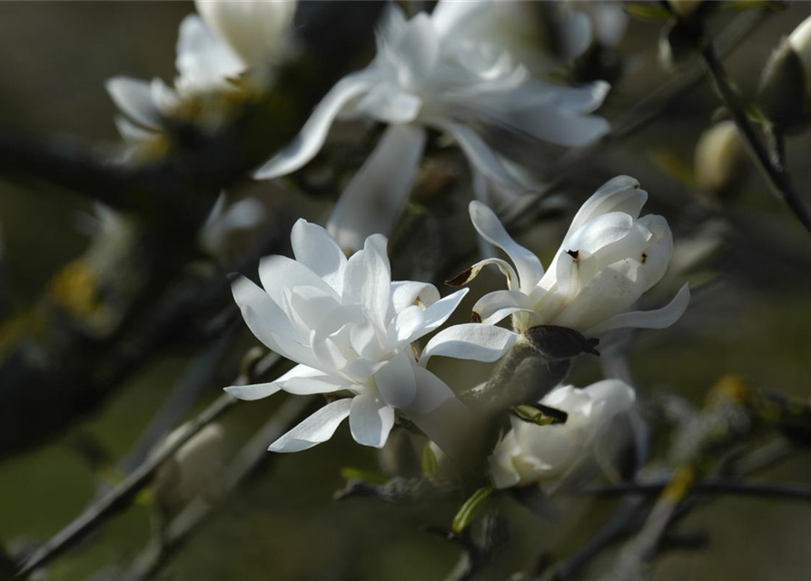 Magnolia stellata Royal Star