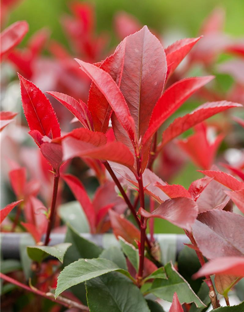 Photinia fraseri Red Robin