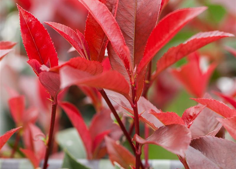 Photinia fraseri Red Robin