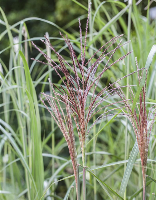 Miscanthus sinensis 'Malepartus'