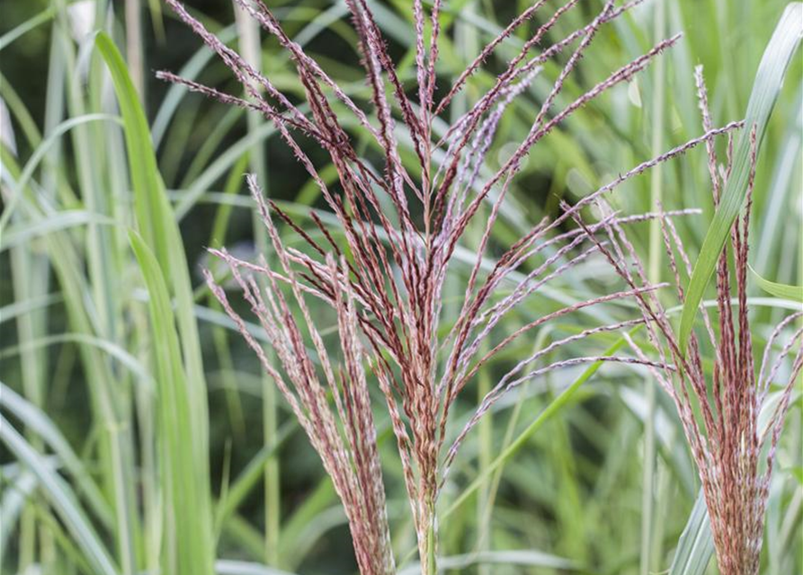 Miscanthus sinensis 'Malepartus'