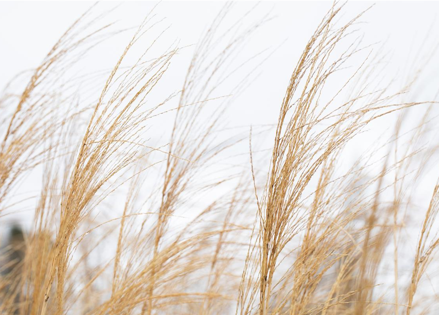 Miscanthus sinensis 'Malepartus'