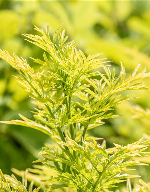 Sambucus nigra Golden Tower