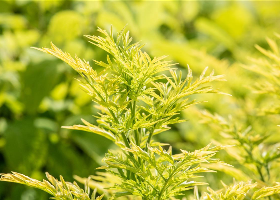 Sambucus nigra Golden Tower