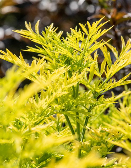 Sambucus nigra Golden Tower