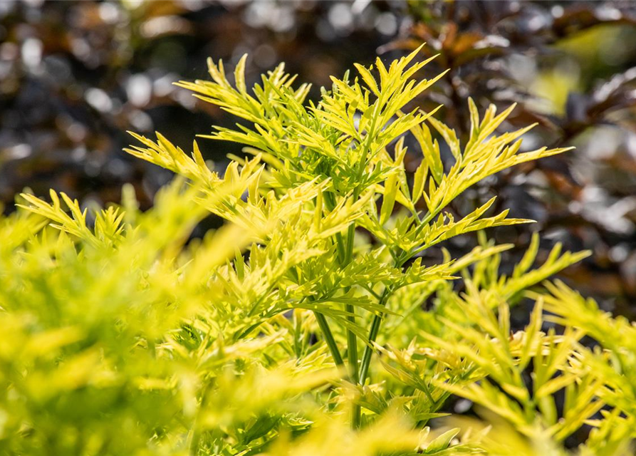 Sambucus nigra Golden Tower