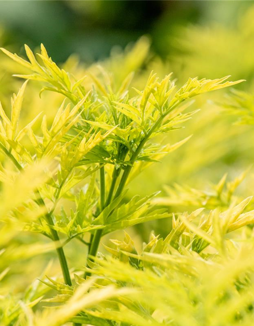 Sambucus nigra Golden Tower