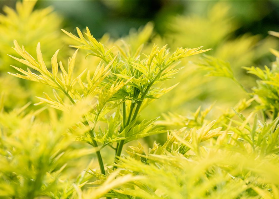 Sambucus nigra Golden Tower