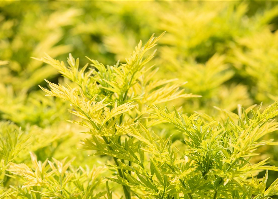 Sambucus nigra Golden Tower