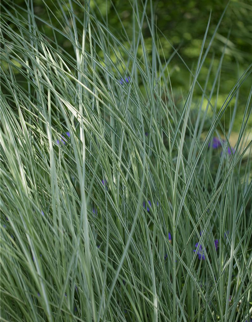 Miscanthus sinensis 'Morning Light