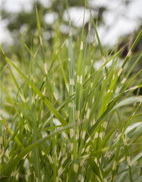 Miscanthus sinensis 'Zebrinus'