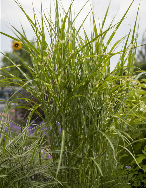 Miscanthus sinensis 'Zebrinus'