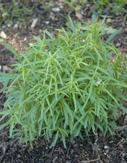 Artemesia dracunculus