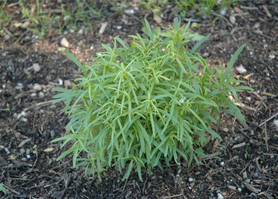 Artemesia dracunculus