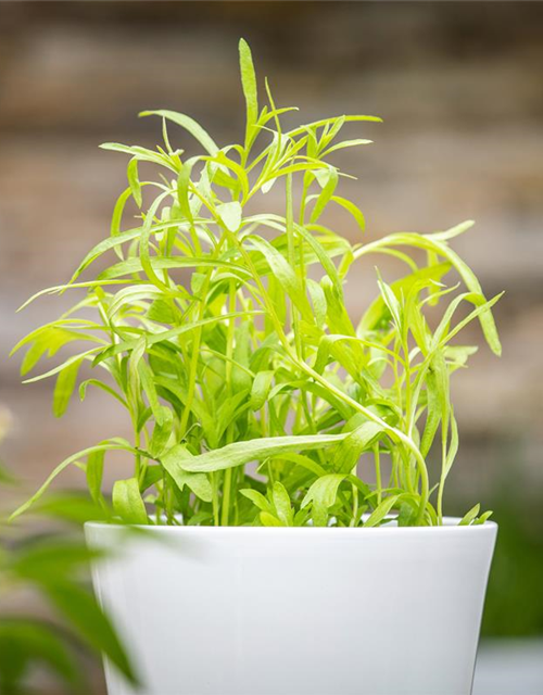 Artemesia dracunculus