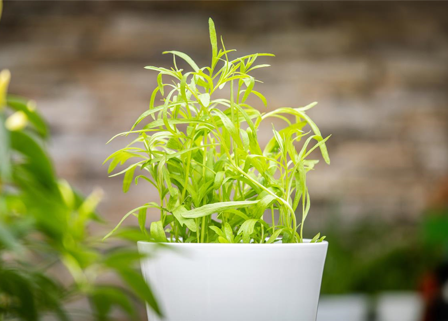 Artemesia dracunculus