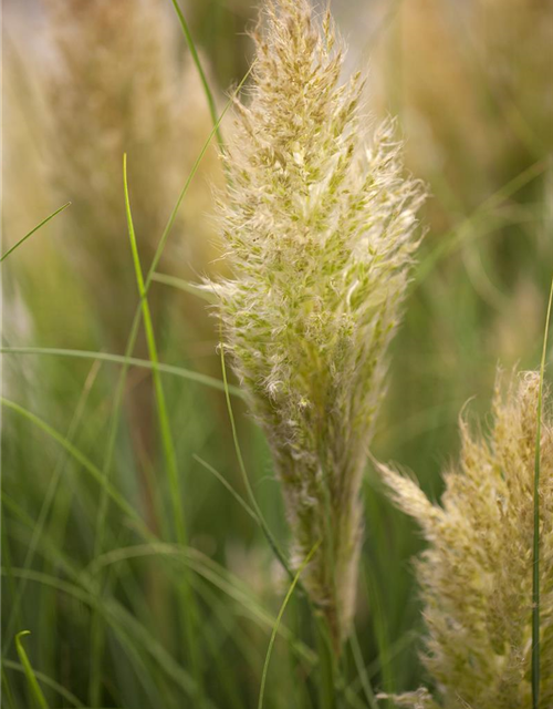 Cortaderia selloana Pumila