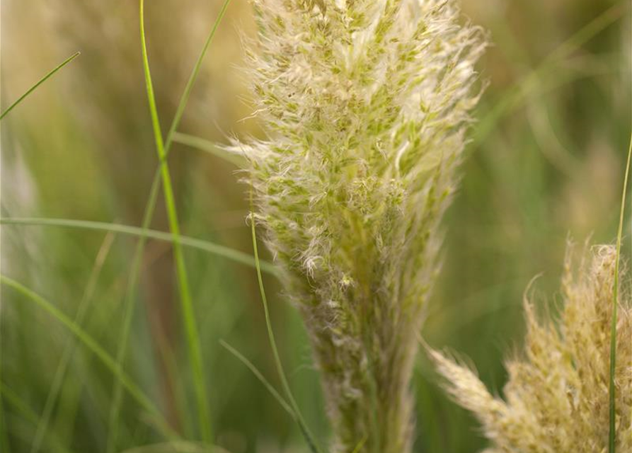 Cortaderia selloana Pumila