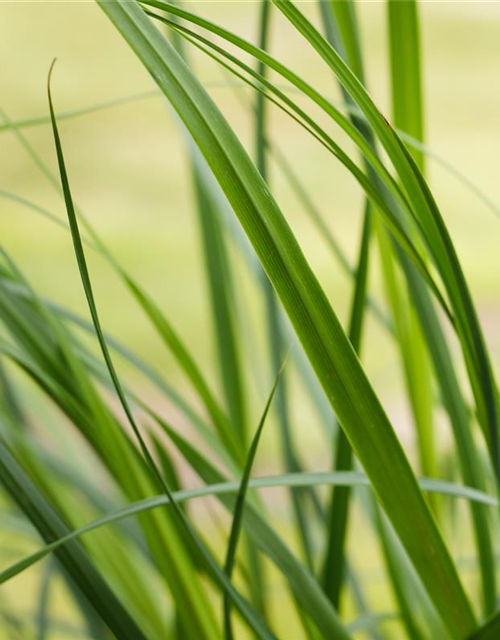 Cortaderia selloana Pumila