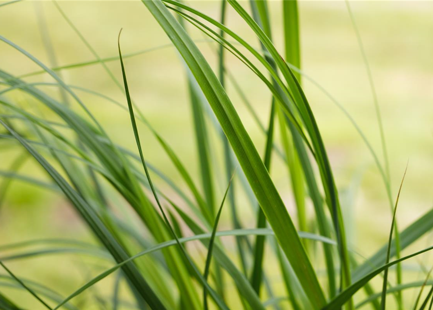 Cortaderia selloana Pumila