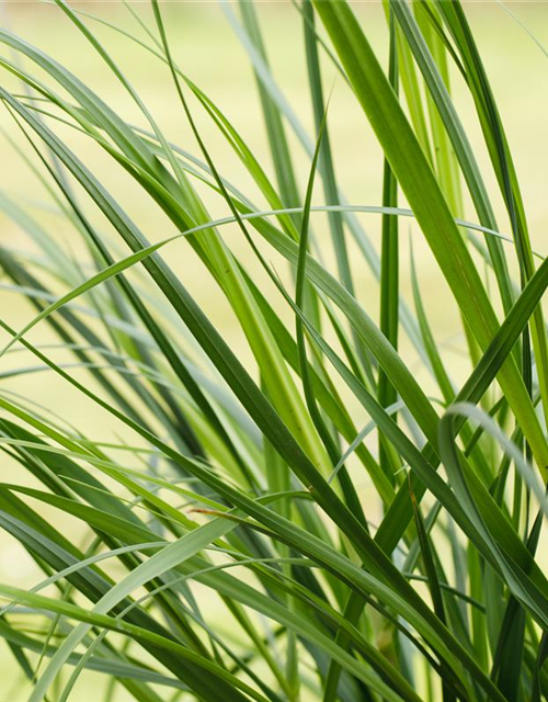 Cortaderia selloana Pumila