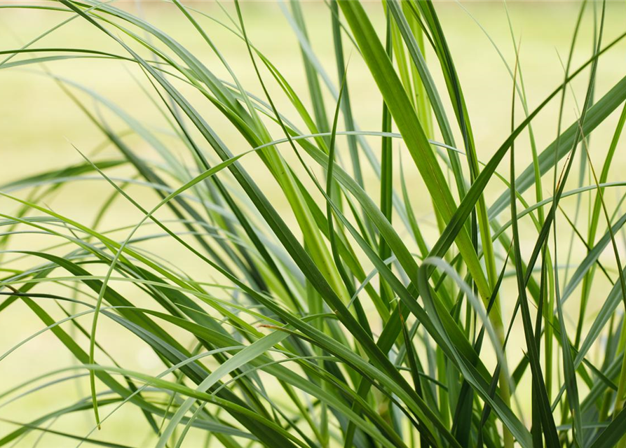 Cortaderia selloana Pumila