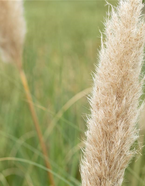 Cortaderia selloana Pumila