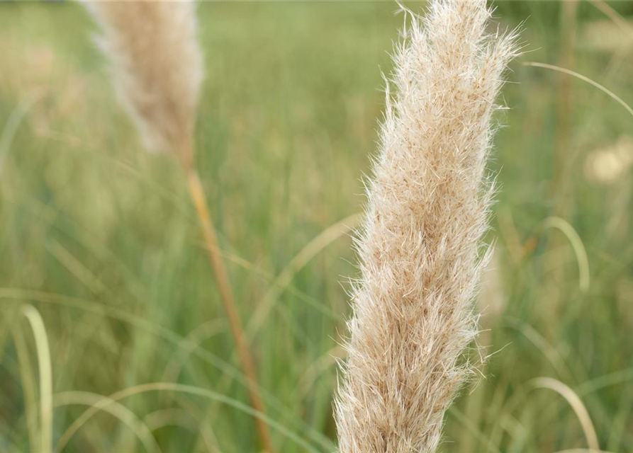 Cortaderia selloana Pumila