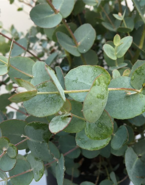 Eucalyptus gunnii