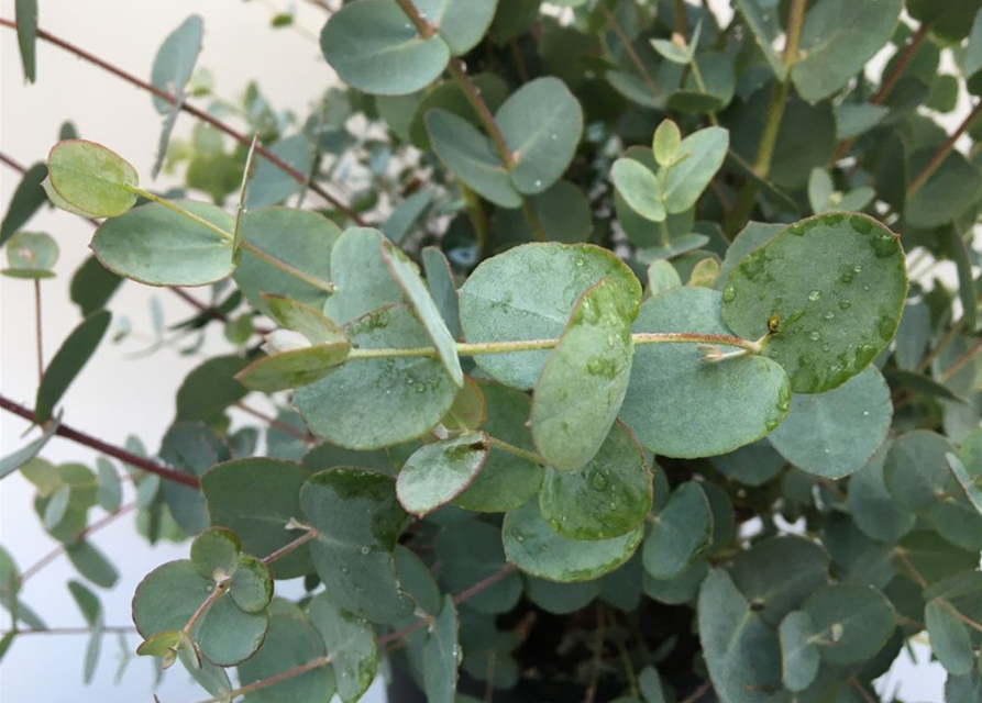 Eucalyptus gunnii