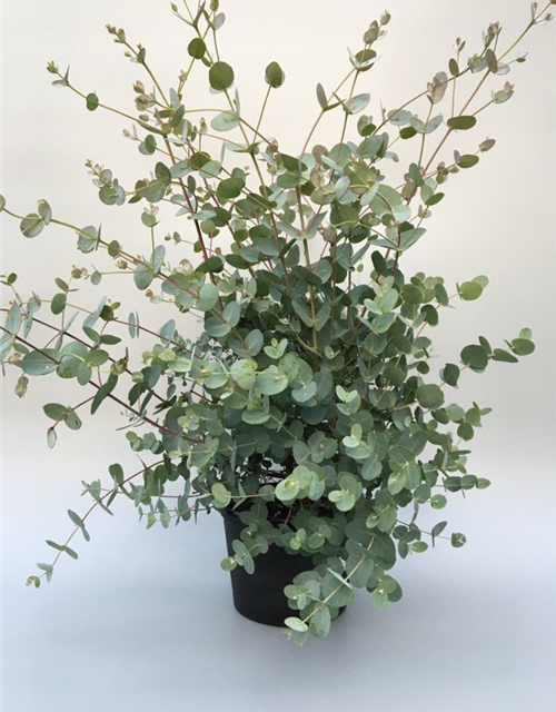 Eucalyptus gunnii