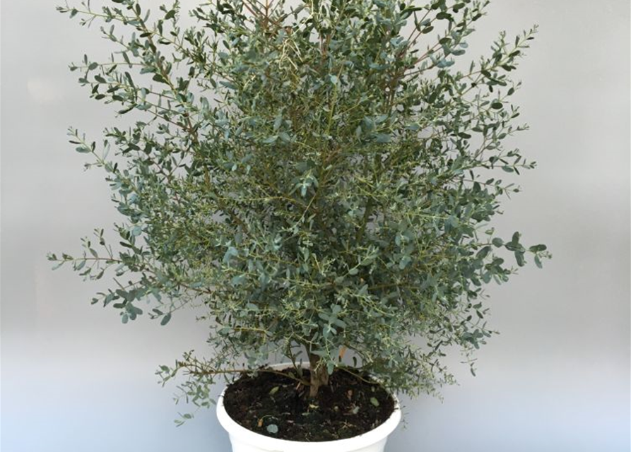 Eucalyptus gunnii France Bleu