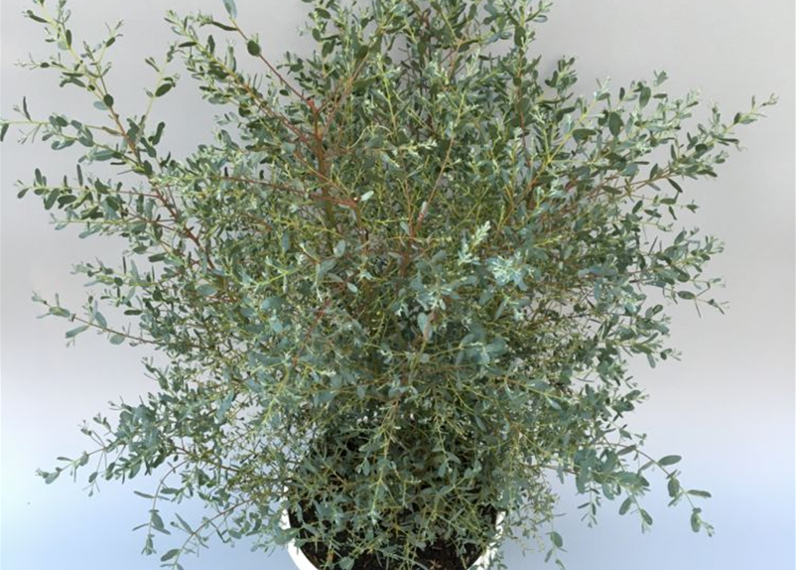 Eucalyptus gunnii France Bleu