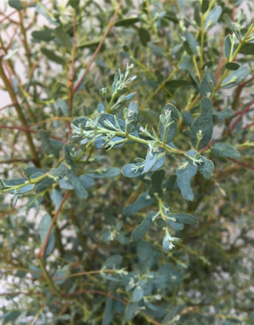 Eucalyptus gunnii France Bleu