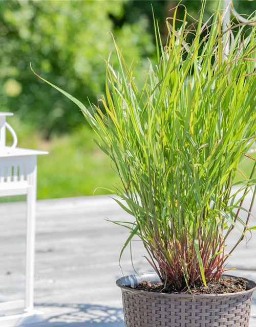 Panicum virgatum 'Rehbraun'