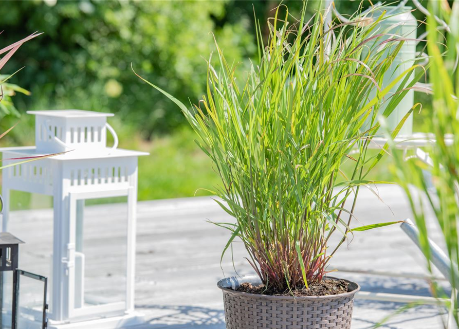 Panicum virgatum 'Rehbraun'