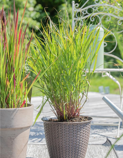 Panicum virgatum 'Rehbraun'