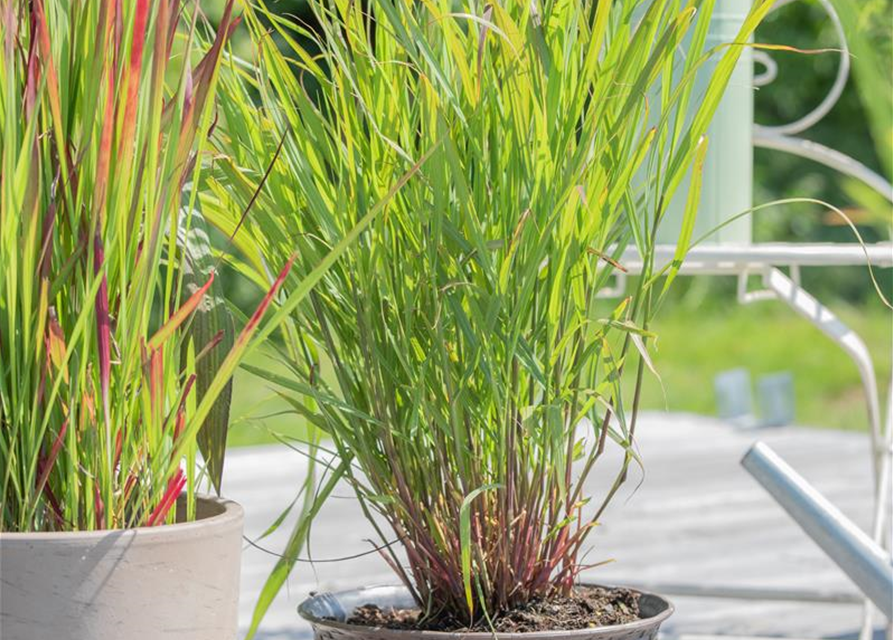 Panicum virgatum 'Rehbraun'