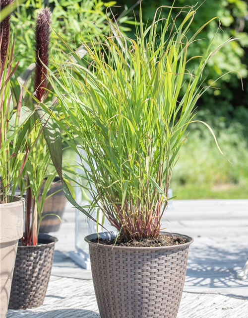 Panicum virgatum 'Rehbraun'