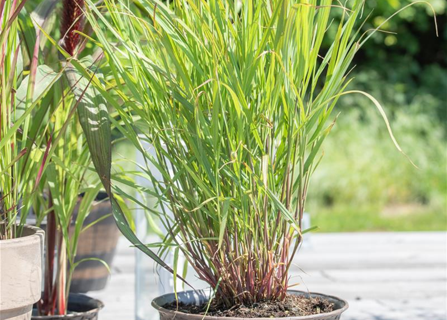 Panicum virgatum 'Rehbraun'