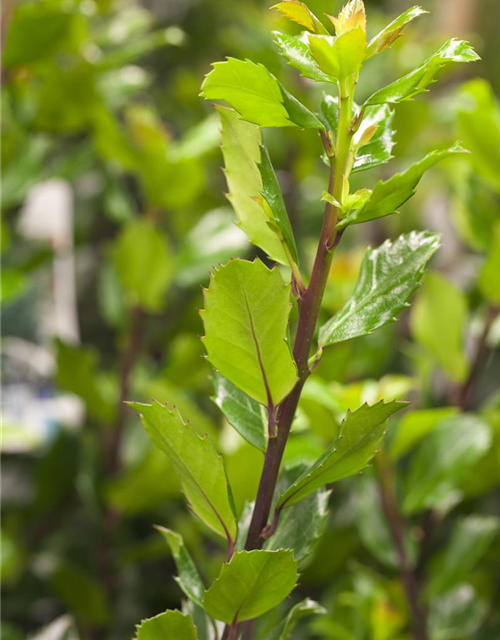 Ilex meserveae Blue Prince